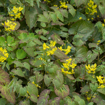 Buitenplant 24x Epimedium perralc. 'Frohnleiten' - Bloeiend - Pot Ø 9cm Hoogte ↕ 10-25cm