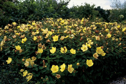 Buitenplant 48x Hypericum dummeri 'Peter Dummer' - Bloeiend - Pot Ø 9cm Hoogte ↕ 10-25cm
