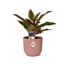 Kamerplant - Aglaonema Crete - Pot Ø 14cm
