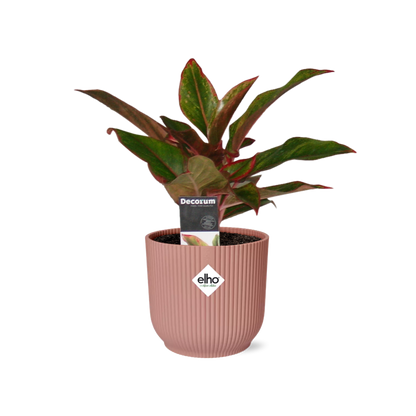 Kamerplant - Aglaonema Crete - Pot Ø 14cm