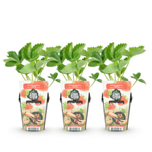 Buitenplant 3x Fragaria Elsanta - Winterhard - Pot Ø 9cm Hoogte ↕ 20cm
