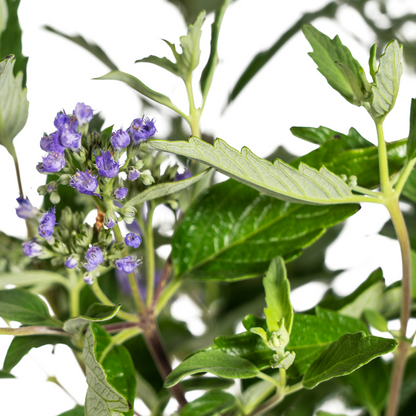 Buitenplant - Caryopteris x Clandonensis - Bloeiend - Pot Ø 19cm Hoogte ↕ 40-50cm