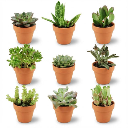Kamerplant 9x Mini Succulenten Mix - Terracotta Potten - Pot Ø 8,1cm Hoogte ↕ 5-10cm