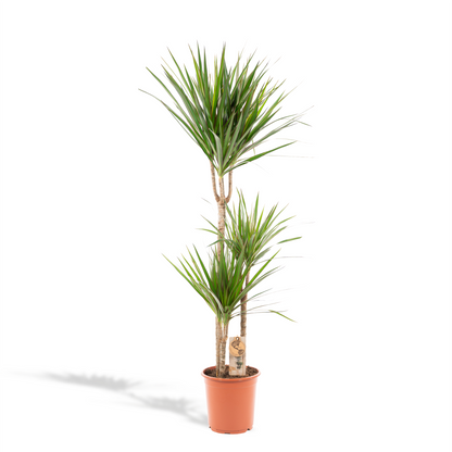 XL kamerplant - Dracaena Marginata - Pot Ø 21cm Hoogte ↕ 110cm