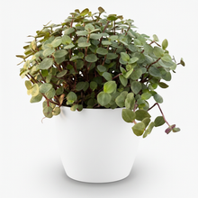 Kamerplant - Callisia repens - Pot Ø 12cm Hoogte ↕ 17-20cm