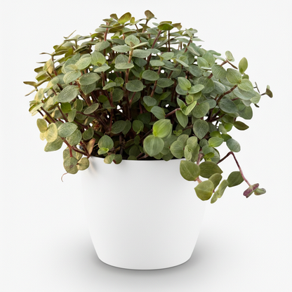 Kamerplant - Callisia repens - Pot Ø 12cm Hoogte ↕ 17-20cm