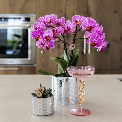 Plantenset - Paarse Vienna Orchidee Ø9cm + Succulent - Incl. Keramieken Sierpotten