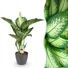 Kamerplant - Dieffenbachia Tropic Snow - Pot Ø 21cm Hoogte ↕ 90-100cm