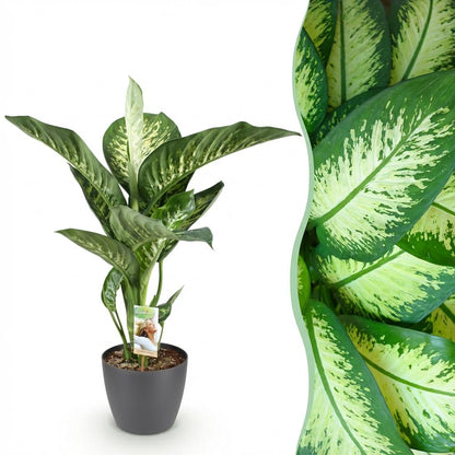 Kamerplant - Dieffenbachia Tropic Snow - Pot Ø 21cm Hoogte ↕ 90-100cm