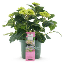 Buitenplant - Hydrangea Magical Jewel Pink - Bloeiend - Pot Ø 23cm Hoogte ↕ 55cm