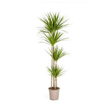 XL kamerplant - Dracaena Marginata Green - Pot Ø 27cm Hoogte ↕ 170-190cm