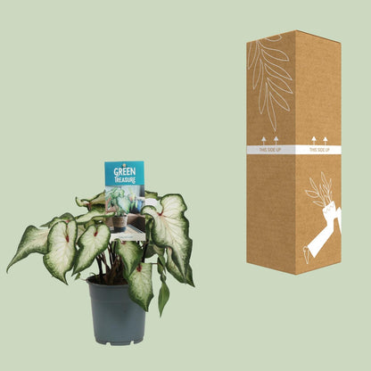 Kamerplant - Caladium Wit - Pot Ø 12cm Hoogte ↕ 25cm