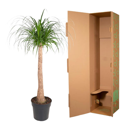 Kamerplant - Beaucarnea stam - Pot Ø 32cm Hoogte ↕ 120cm