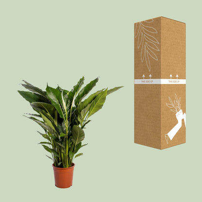 XL Kamerplant - Spathiphyllum Sweet Sebastiano - Pot Ø 24cm Hoogte ↕ 110cm