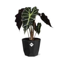 Kamerplant - Alocasia 'Polly' - Pot Ø 14cm