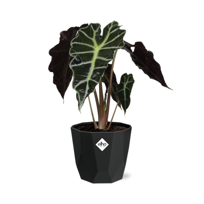 Kamerplant - Alocasia 'Polly' - Pot Ø 14cm