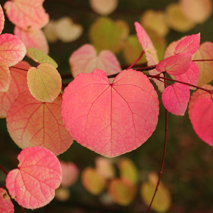Buitenplant 3x Cercidiphyllum japonicum - Bladverliezend - Pot Ø 12cm Hoogte ↕ 35cm