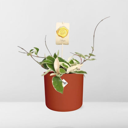 Kamerplant - Hoya Carnosa 'Krimson Queen' - Hangplant - Pot Ø 14cm