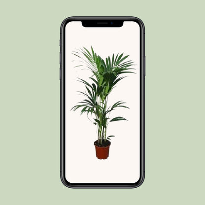XL kamerplant - Howea Forsteriana - Pot Ø 21cm Hoogte ↕ 120cm