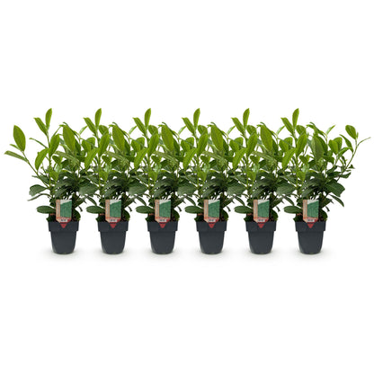 Buitenplant 6x Prunus laurocerasus Rotundifolia - Haagplant - Pot Ø 17cm Hoogte ↕ 50cm