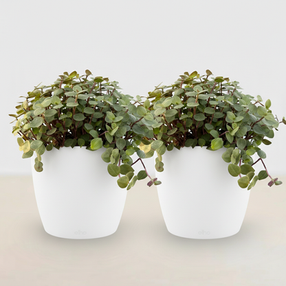 Kamerplant 2x Callisia repens - Pot Ø 12cm Hoogte ↕ 17-20cm