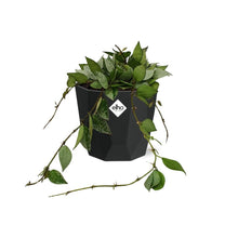 Kamerplant - Hoya Krohniana Eskimo - Pot Ø 14cm