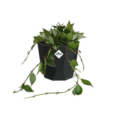 Kamerplant - Hoya Krohniana Eskimo - Pot Ø 14cm