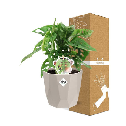 Kamerplant - Monstera 'Monkey Leaf' - Pot Ø 14cm