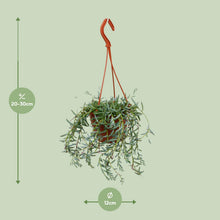 Kamerplant - Senecio Hallianus - Pot Ø 12cm Hoogte ↕ 25cm