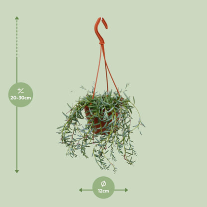 Kamerplant - Senecio Hallianus - Pot Ø 12cm Hoogte ↕ 25cm