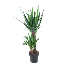 Kamerplant - Yucca Elephantipes - Pot Ø 21cm Hoogte ↕ 100cm
