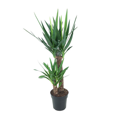 Kamerplant - Yucca Elephantipes - Pot Ø 21cm Hoogte ↕ 100cm