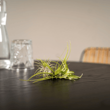 Kamerplant 5x Tillandsia Air Mix - Pot Ø 6cm Hoogte ↕ 6cm
