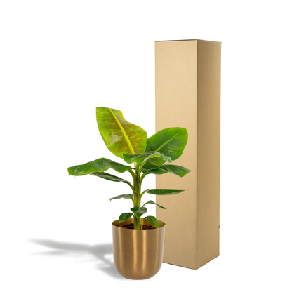 Kamerplant - Musa Dwarf Cavendish - Inclusief sierpot - Pot Ø 21cm Hoogte ↕ 90cm