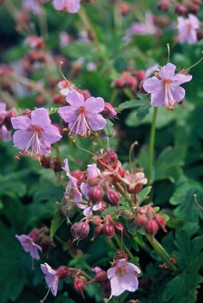 Buitenplant 12x Geranium macrorrhizum - Bloeiend - Pot Ø 9cm Hoogte ↕ 10-25cm