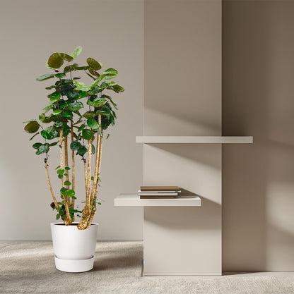 XL plant - Polyscias Fabian - Pot Ø 30cm Hoogte ↕ 150cm