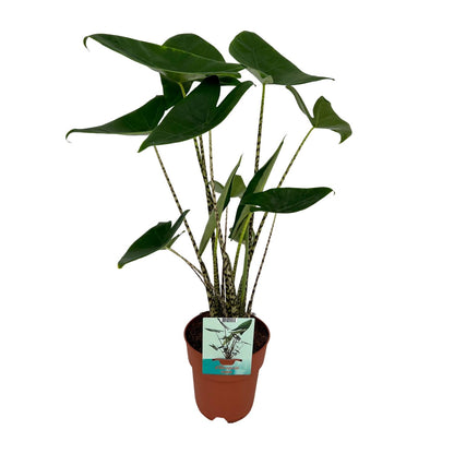Kamerplant - Alocasia Zebrina - Pot Ø 19cm Hoogte ↕ 75cm