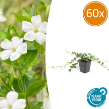Buitenplant 60x Vinca minor 'Alba' - Bloeiend - Pot Ø 9cm Hoogte ↕ 10-25cm