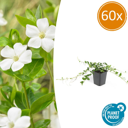 Buitenplant 60x Vinca minor 'Alba' - Bloeiend - Pot Ø 9cm Hoogte ↕ 10-25cm