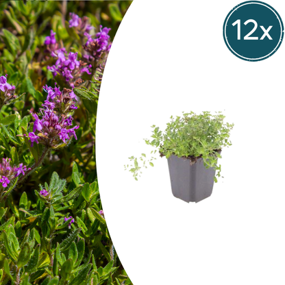 Buitenplant 12x Thymus serpyllum - Bloeiend - Pot Ø 9cm Hoogte ↕ 10-25cm