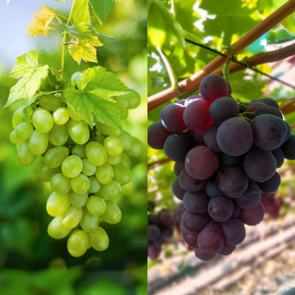 Buitenplant 2x Vitis vinifera 'Vanessa' & 'Himrod' - Pitloze druif - Pot Ø 15cm Hoogte ↕ 50cm
