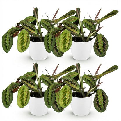 Kamerplant 4x Maranta Fascinator Tricolour - Gebedsplant - Pot Ø 12cm Hoogte ↕ 25cm