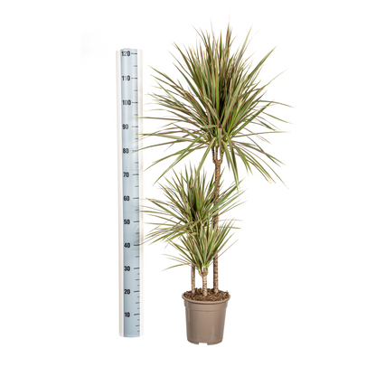 Kamerplant - Dracaena Marginata Bicolor - Pot Ø 21cm Hoogte ↕ 110-130cm