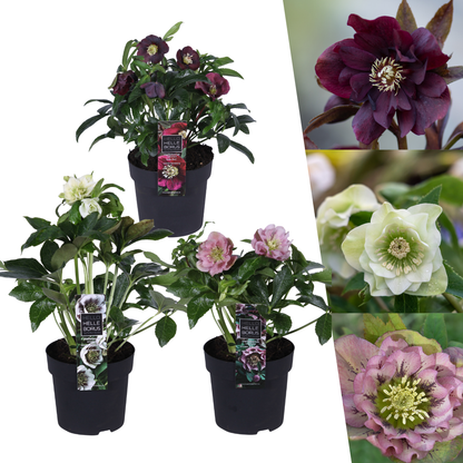 Buitenplant 3x Helleborus Specials - Bloeiend - Pot Ø 14cm Hoogte ↕ 25cm