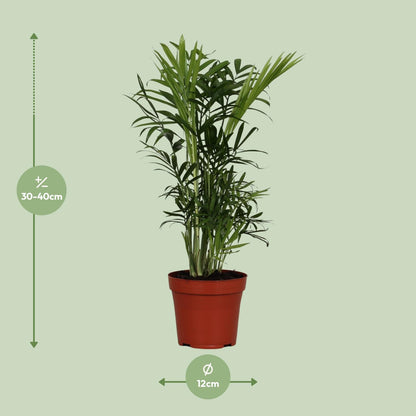 Kamerplant - Chamaedorea Elegans - Pot Ø 12cm Hoogte ↕ 40cm