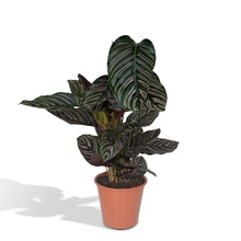 Kamerplant - Calathea Ornata - Pot Ø 19cm Hoogte ↕ 75cm