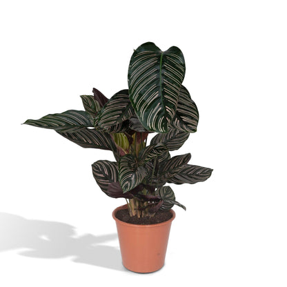 Kamerplant - Calathea Ornata - Pot Ø 19cm Hoogte ↕ 75cm