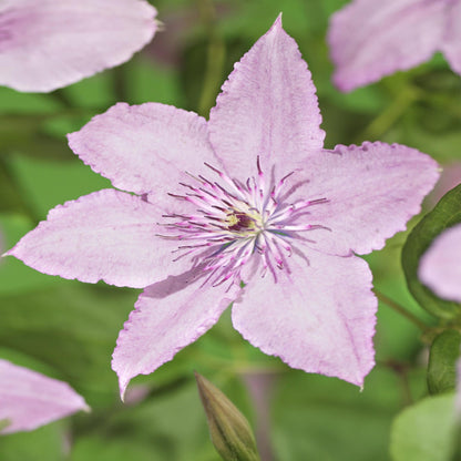 Buitenplant 2x Clematis Hagley Hybrid - Bloeiend - Pot Ø 11cm Hoogte ↕ 40cm