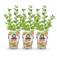 Buitenplant 3x Ribes uva-crispa 'Hinnonmaki Röd' - Winterhard - Fruitplant - Pot Ø 9cm Hoogte ↕ 30-60cm