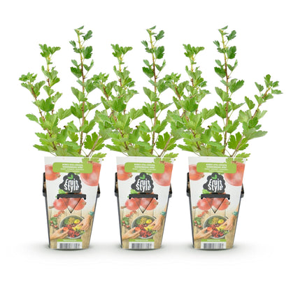 Buitenplant 3x Ribes uva-crispa 'Hinnonmaki Röd' - Winterhard - Fruitplant - Pot Ø 9cm Hoogte ↕ 30-60cm